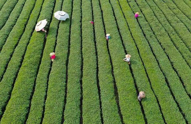 中邦首个茗茶财产带排行公布云南普洱茶、浙江龙井、福修金骏眉位列前三开云全站(图4)