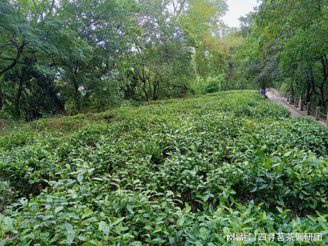 开云全站苏北狼山南通茗茶——四寻茗茶走进江苏南通摸索军山茶奇异魅力(图1)