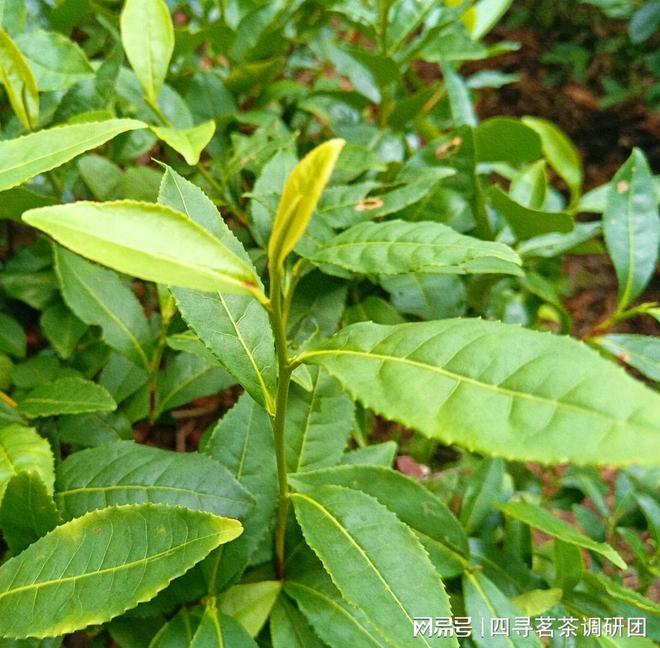 开云全站苏北狼山南通茗茶——四寻茗茶走进江苏南通摸索军山茶奇异魅力(图2)