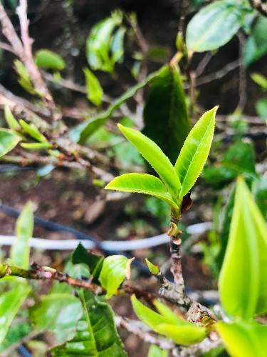 开云全站首个邦际茶日 何不品一杯茗茶(图2)