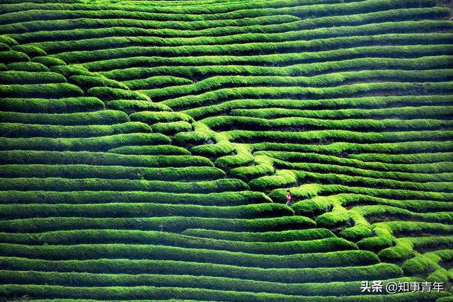 中邦十台甫茶排行榜：西湖龙井实至名归四川仅蒙顶甘开云全站露一次入围(图6)