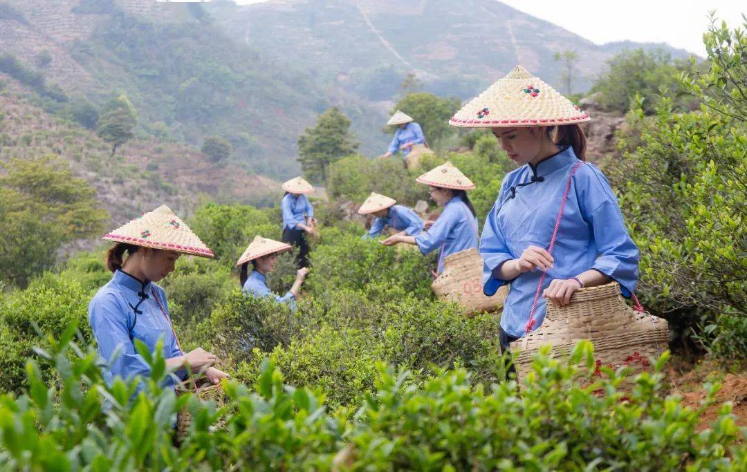 2021年广东十大茗茶揭晓河源6款茶入选开云全站！(图2)