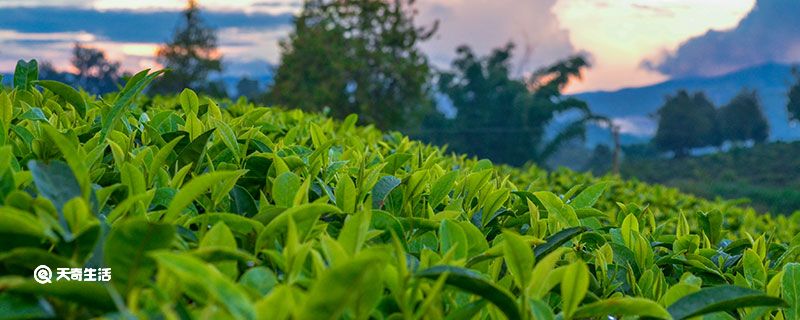 开云全站中邦十台甫茶(图1)