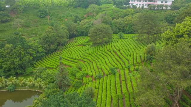 开云全站茗茶远离都市的叫嚣正在青山绿水间尽兴减弱身心享用自然(图3)