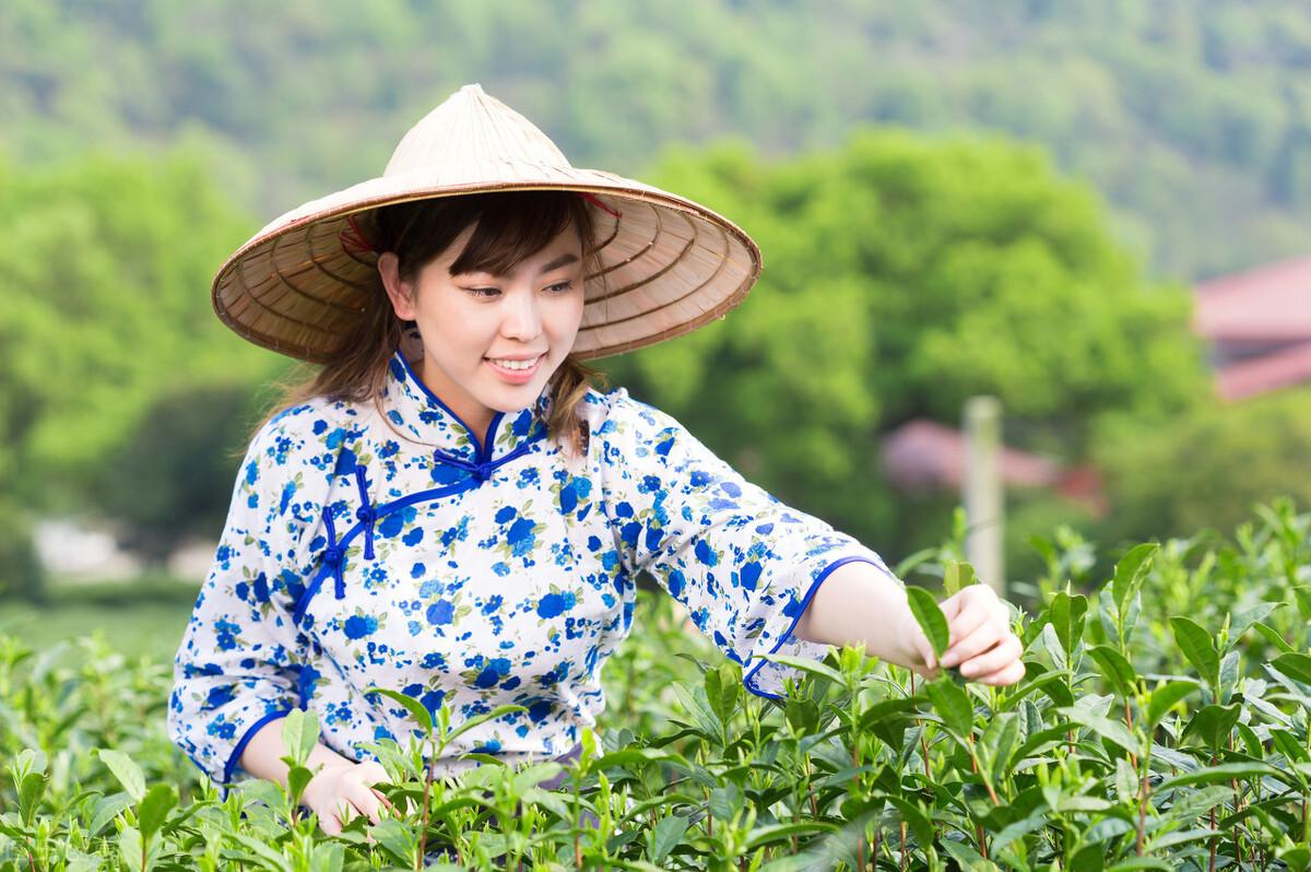 开云全站茗茶是什么趣味（茗与茶两者有什么区别）(图2)