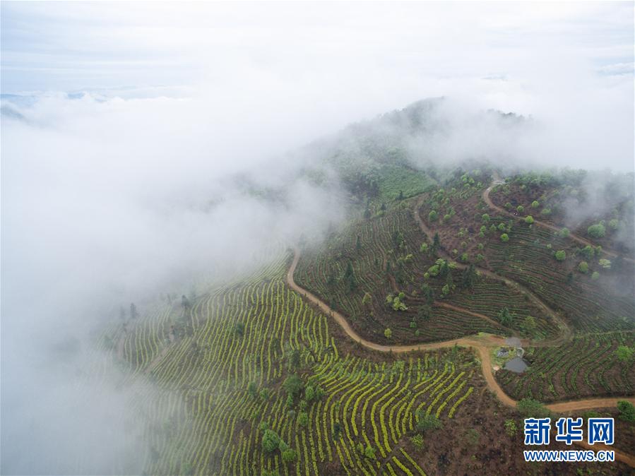 开云全站中邦六大茗茶的筑制工艺与留存举措(图1)