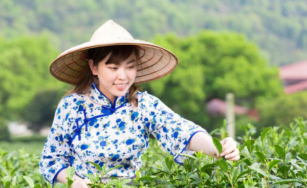 开云全站茗茶是什么趣味 茗与茶两者有什么区别(图2)