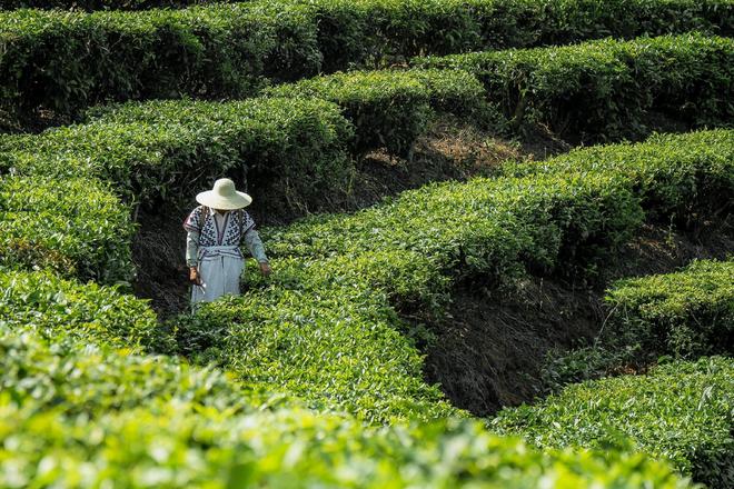 开云全站喜茶发外真茶圭臬重申拒绝山茶花乌龙等香精茶的真品德准则(图1)