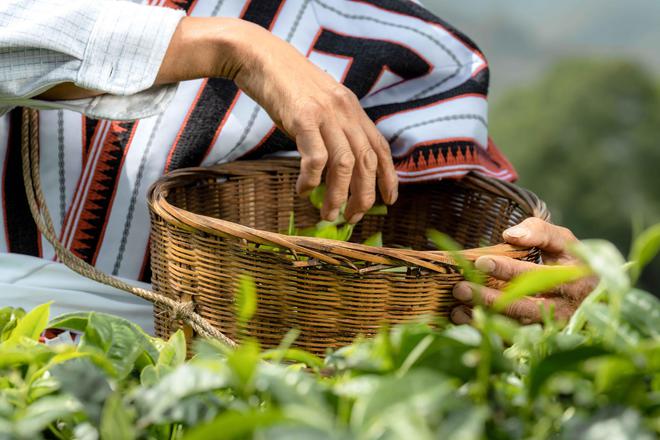 开云全站喜茶发外真茶圭臬重申拒绝山茶花乌龙等香精茶的真品德准则(图3)