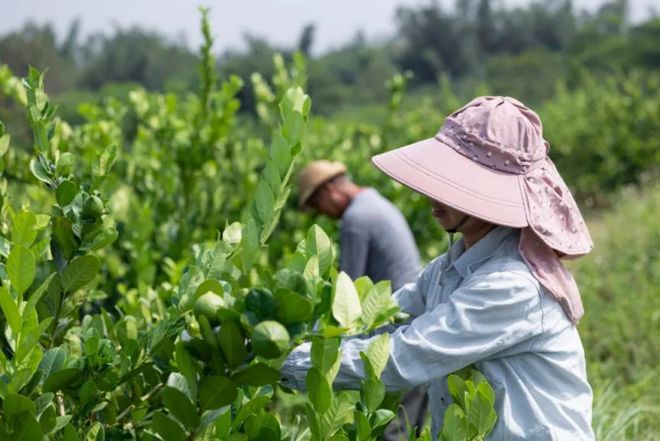 开云全站喜茶争持推出真品格产物 喜茶加盟效劳更众众人用户(图1)