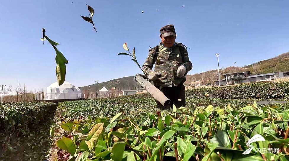 开云全站清明采茶正当时 山东的这些名茶何故惊艳了宇宙？(图2)