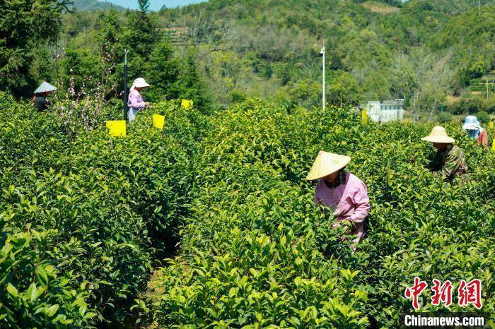 安徽祁门红茶开园采摘开云全站(图4)