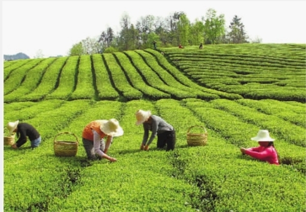 黟县开云全站西递镇：西递荒原茶抢“鲜”开采