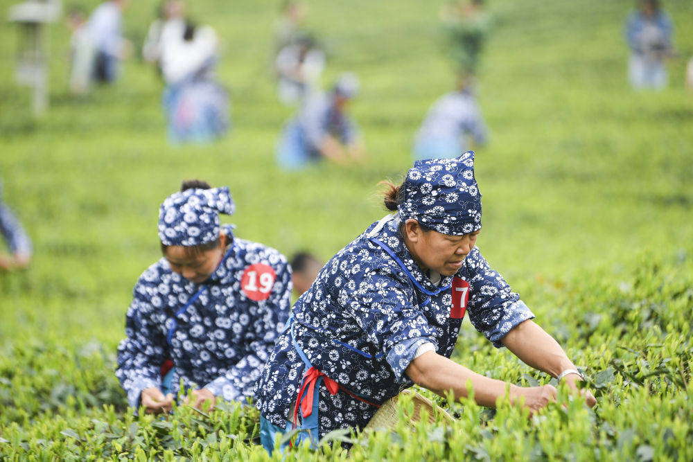 开云全站茶园里的新茶事——茶资产众元发达考核(图1)