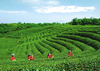 开云全站茶叶青青香飘三秦——陕西踊跃促使茶资产高质料起色