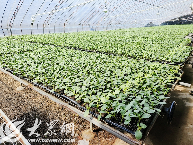 开云全站旺达种苗、孟庄草莓、蒂夷茗茶香小镇……看市中区这俩州里解锁品牌农业起色“暗号”(图1)