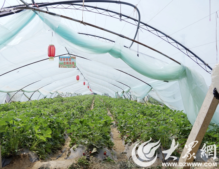 开云全站旺达种苗、孟庄草莓、蒂夷茗茶香小镇……看市中区这俩州里解锁品牌农业起色“暗号”(图6)