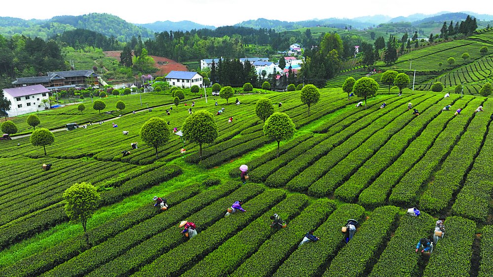 开云全站两岸茶叶统一交换举止正在福州实行