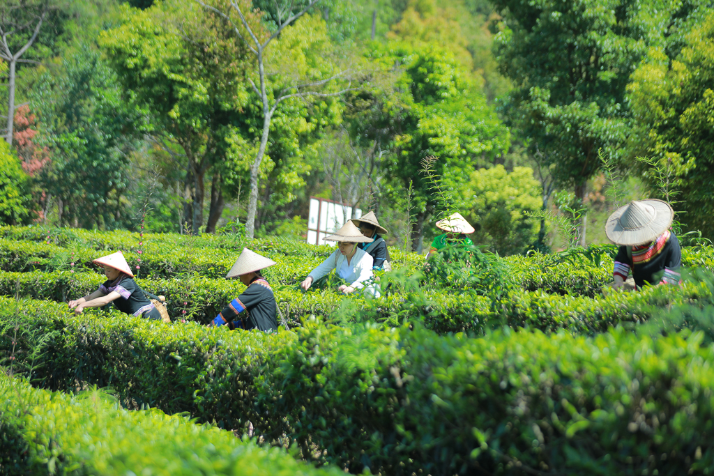 开云全站时评茶旅调解让“春日经济”更欢腾