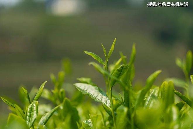 开云全站谷雨茶是什么茶谷雨为什么要饮茶？(图3)