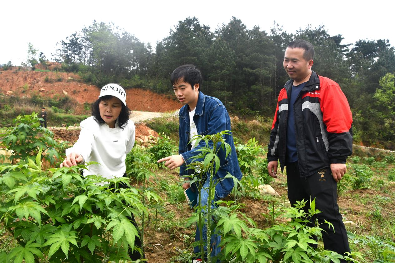 湖南新邵：扶贫茶变身村落开云全站强盛“金”叶(图1)