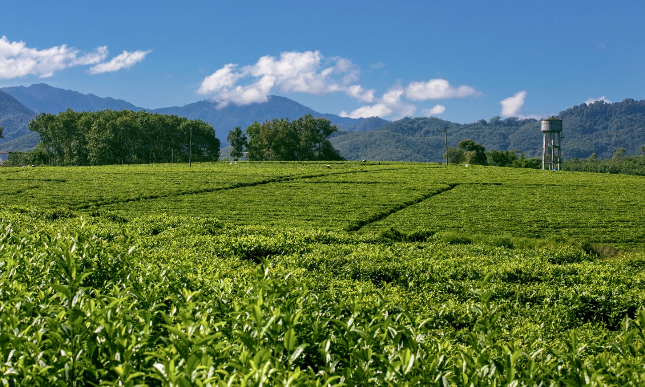 开云全站聚焦茶叶太甚包装春茶上新杭州消保委提示合心邦标六个新变更