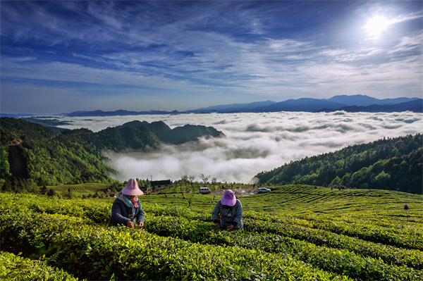 雷山银球茶问鼎中邦好绿茶贵州金开云全站奖茶王(图2)