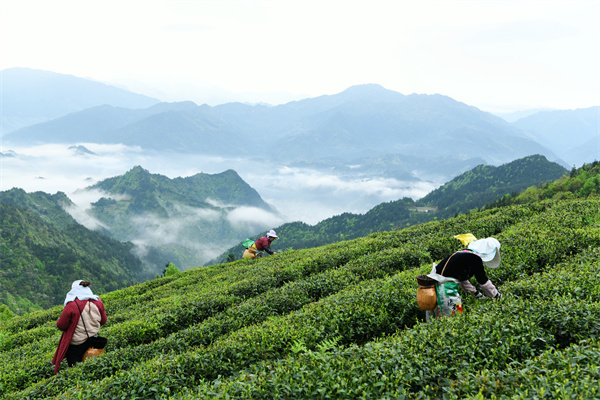 雷山银球茶问鼎中邦好绿茶贵州金开云全站奖茶王(图3)