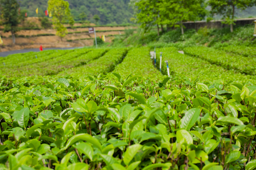 茶叶明白开云全站一下