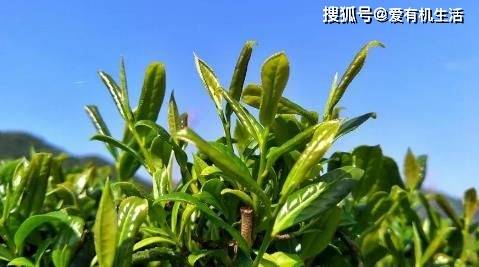 开云全站春茶是什么茶春茶为什么清明节前更好喝？(图2)