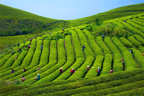 开云全站最周密茶叶大全茶叶品种先容