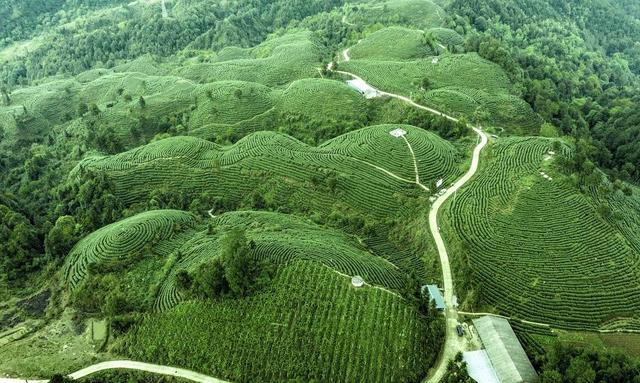 开云全站湖南新田瑶山兴盛茶财富富民增收