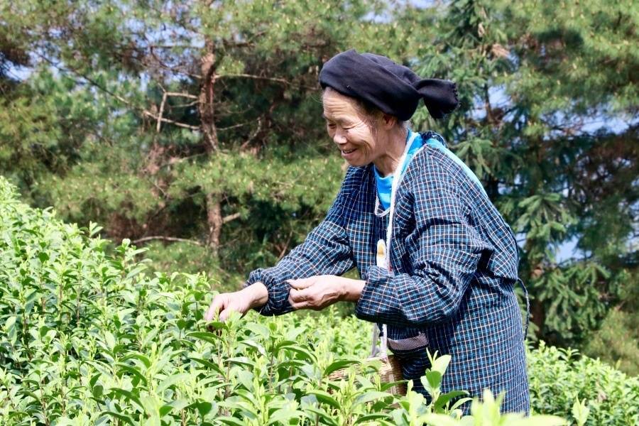 贵州独山茶叶“出山记开云全站”——从深山走向宇宙的一片叶子自述(图2)