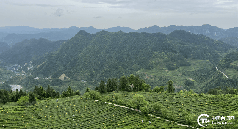 于一盏香茗之间咀嚼湘西茶香四溢的两岸情开云全站(图5)