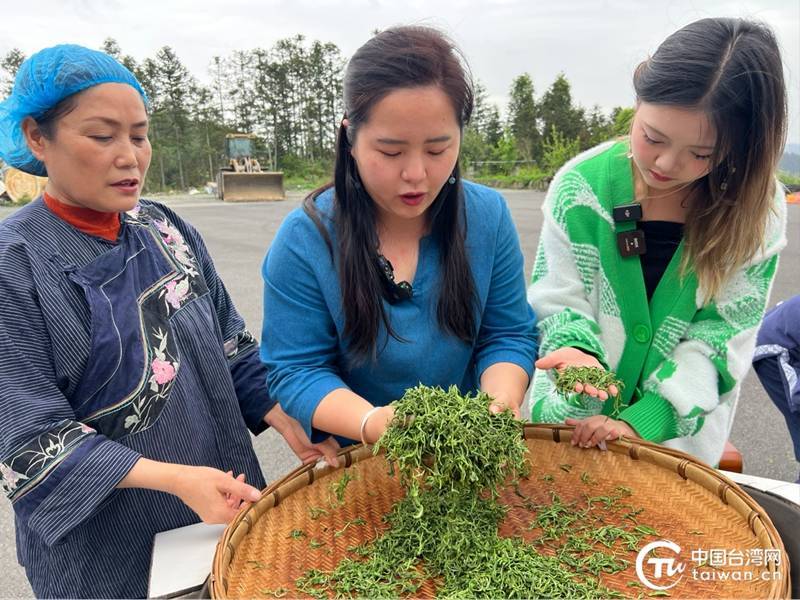 于一盏香茗之间咀嚼湘西茶香四溢的两岸情开云全站(图8)