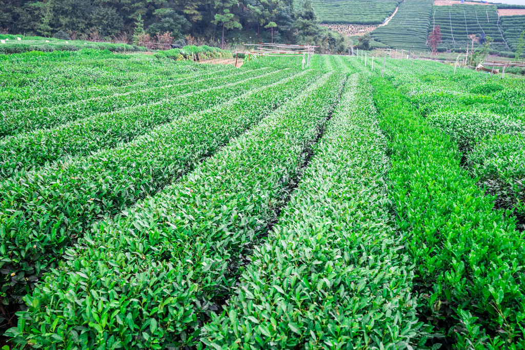 特性茶引开云全站来八方客