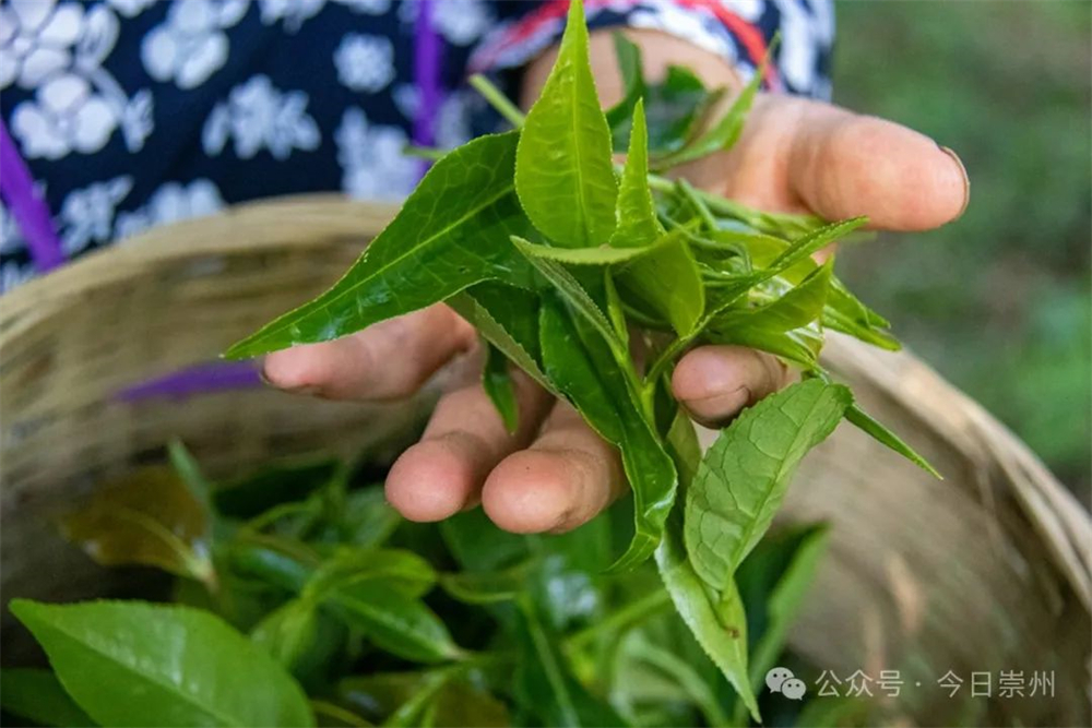 开云全站久等了崇州枇杷茶飘香上新(图2)