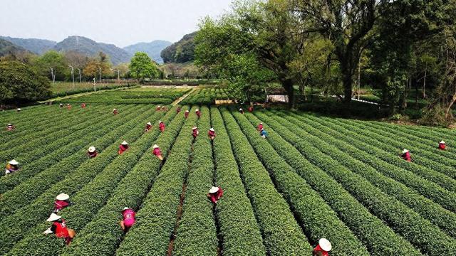 安徽省巢湖市中庙商场羁系所发展茶叶太过包装专项经管集结法律搜检暨“回来看”开云全站