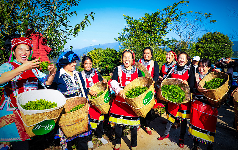 开云全站春未到茶已至 云南江城初春茶抢“鲜”开采(图2)