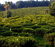 开云全站中邦茶叶-茶常识