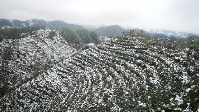 开云全站三部委发外《合于增进茶财产强壮进展的诱导主张