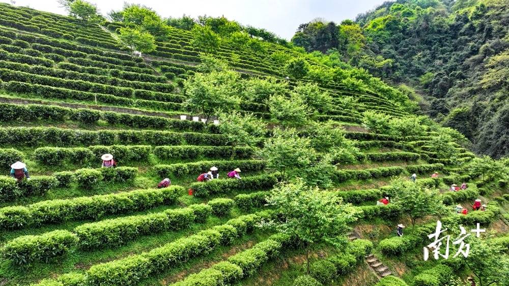 视觉｜绿叶变“金”叶茶作品开云全站看大埔(图1)