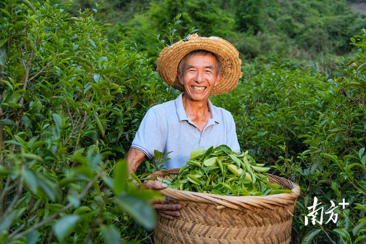 视觉｜绿叶变“金”叶茶作品开云全站看大埔(图3)