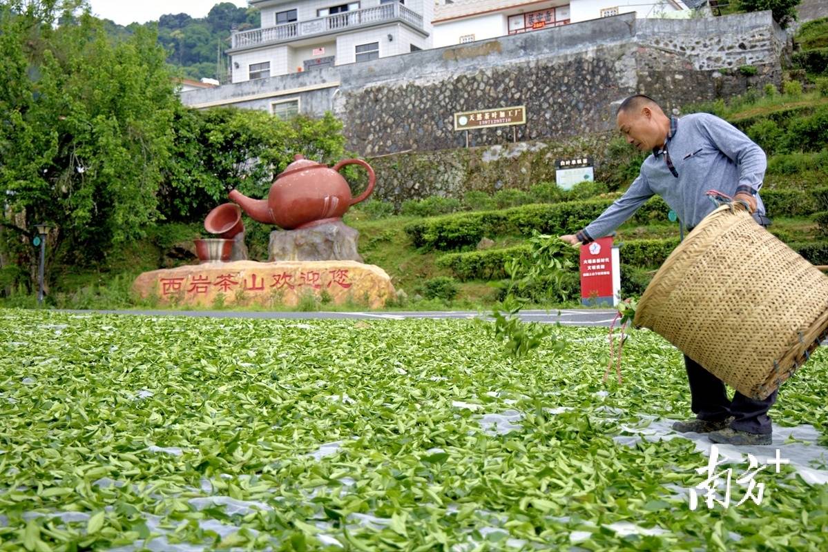 视觉｜绿叶变“金”叶茶作品开云全站看大埔(图4)