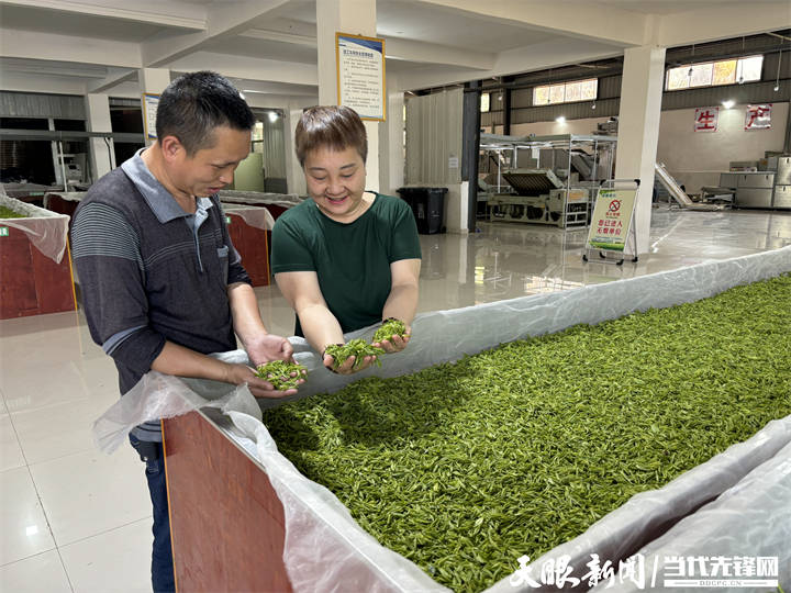 【春茶万千·遵义领鲜】正安怡人茶业：女强人种出来的质朴茶开云全站(图1)