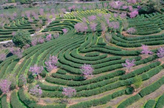 各开云全站地春茶上市参观：小叶子大物业茶作品处处芳(图3)