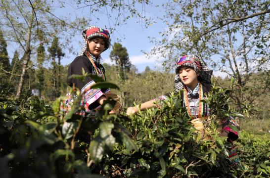 各开云全站地春茶上市参观：小叶子大物业茶作品处处芳(图6)