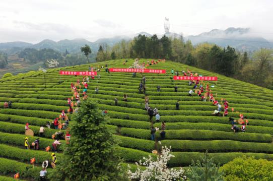 各开云全站地春茶上市参观：小叶子大物业茶作品处处芳(图8)