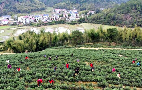 各开云全站地春茶上市参观：小叶子大物业茶作品处处芳(图10)