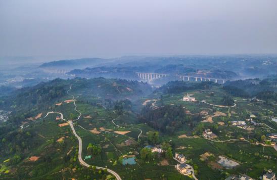 各开云全站地春茶上市参观：小叶子大物业茶作品处处芳(图11)